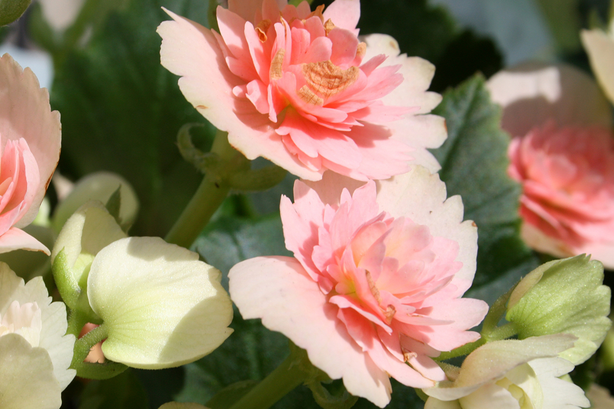 Veja o passo a passo para suas mini-rosas encherem de botões e flores - Reprodução Canva