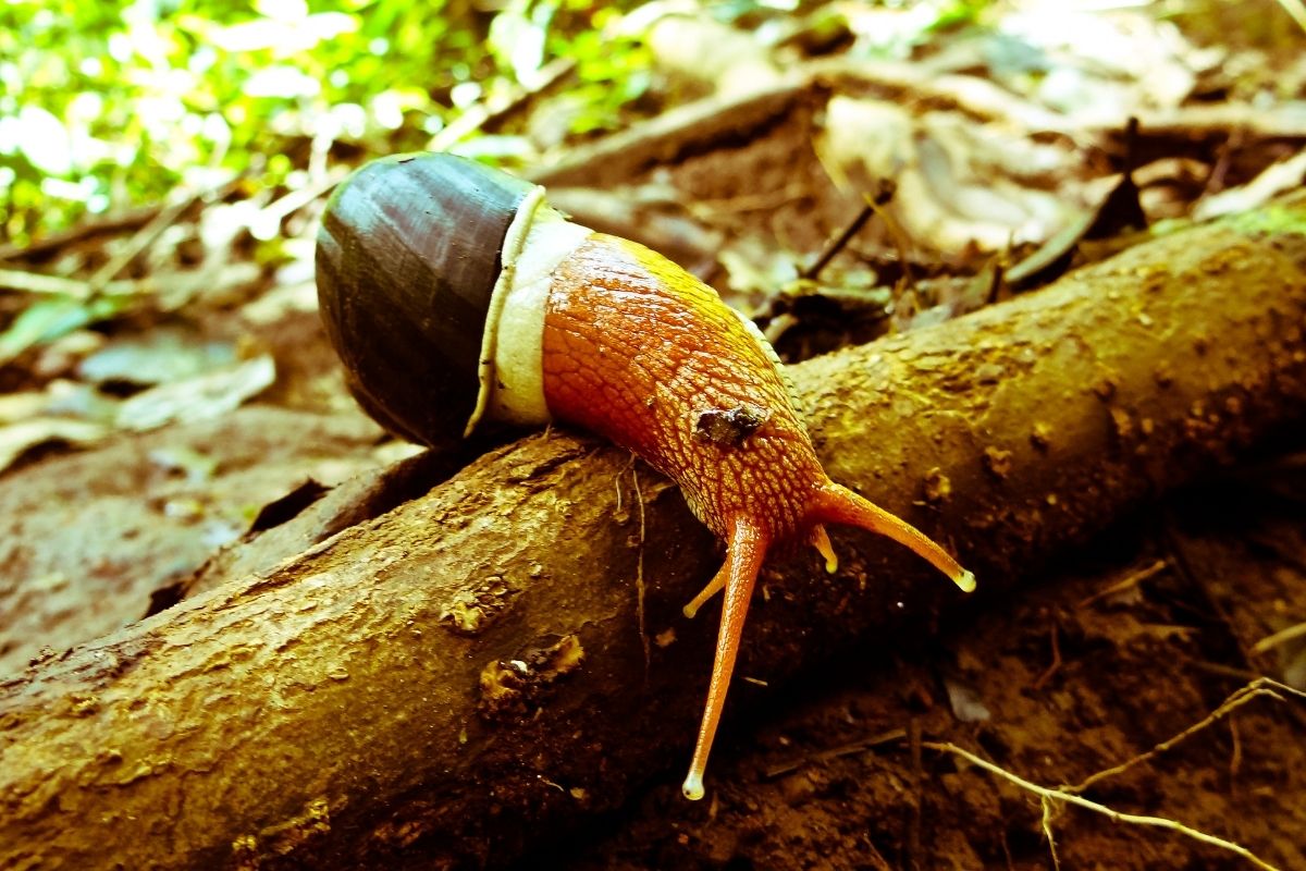 Acabar caracol no quintal