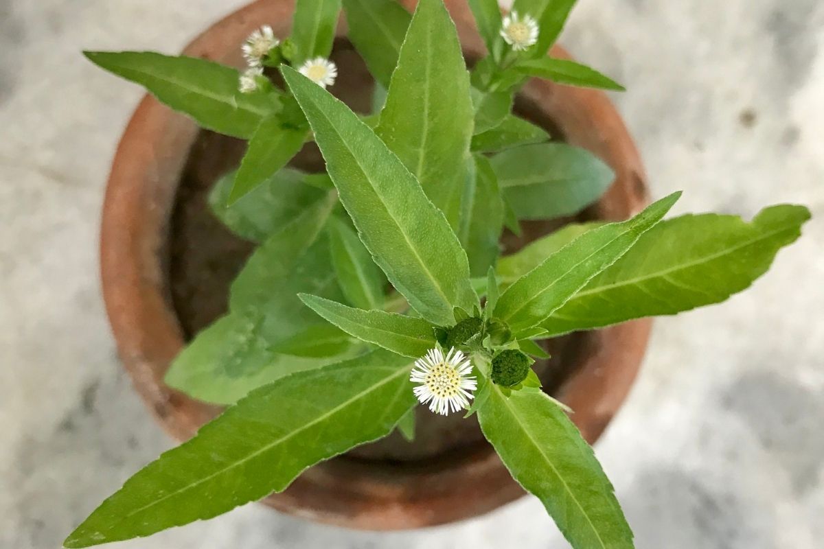 Amoreira cultivada em vaso