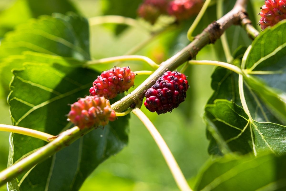 Amoreira cultivada em vaso