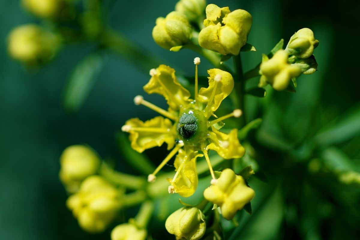 Arruda pode ficar no sol