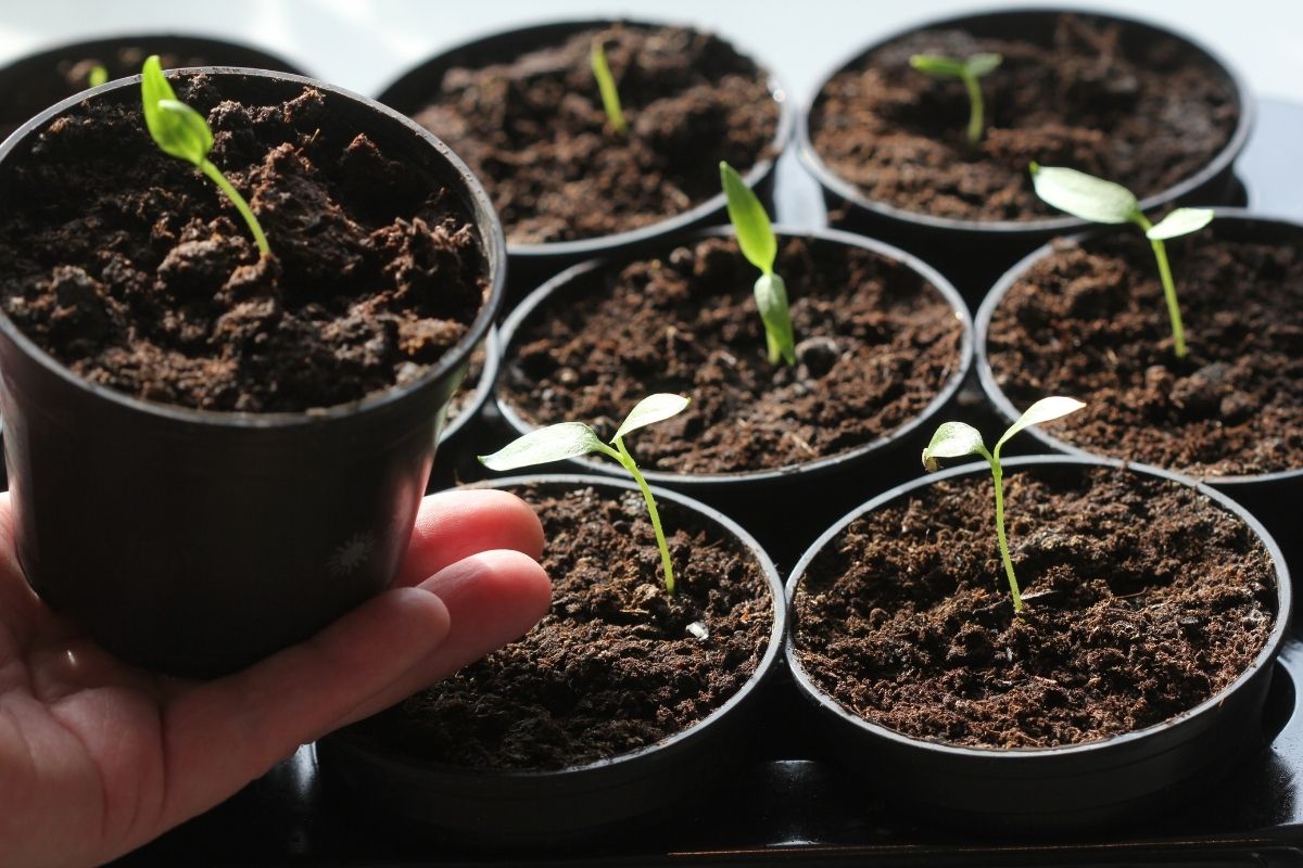 Árvores frutíferas