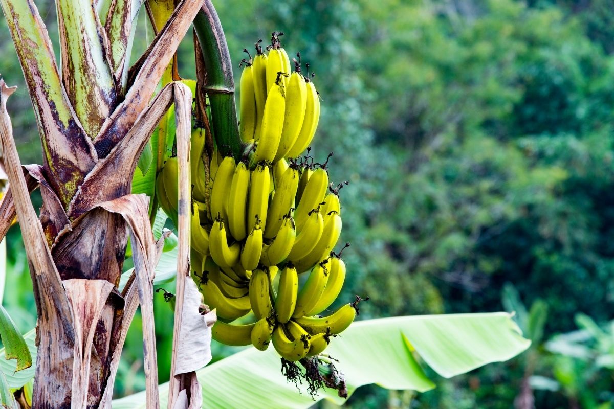 Bananeira produzir frutos