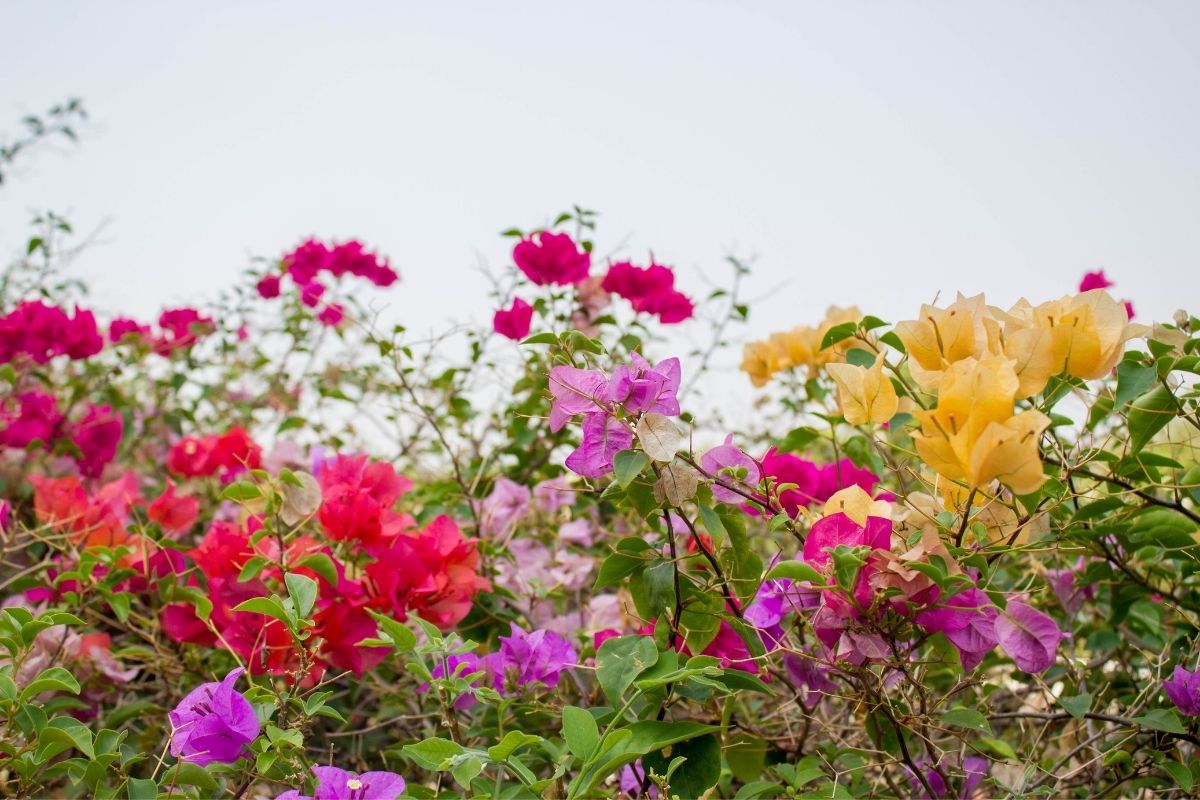 Bougainville muitas cores