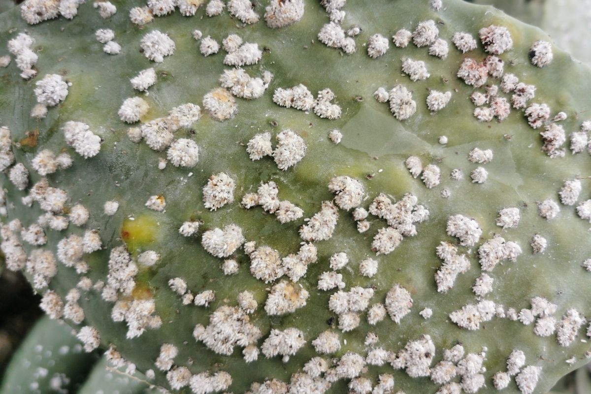 cochonilha - Reprodução Canva