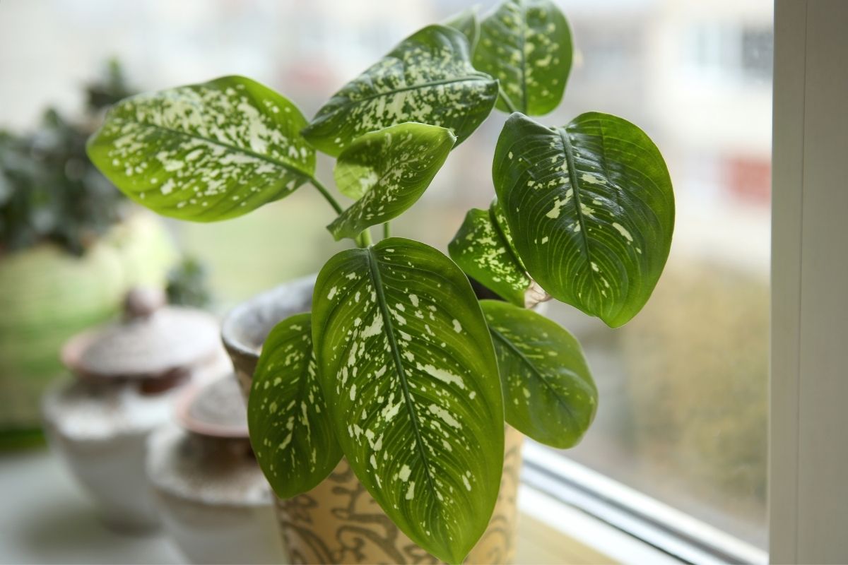 Comigo-ninguém-pode