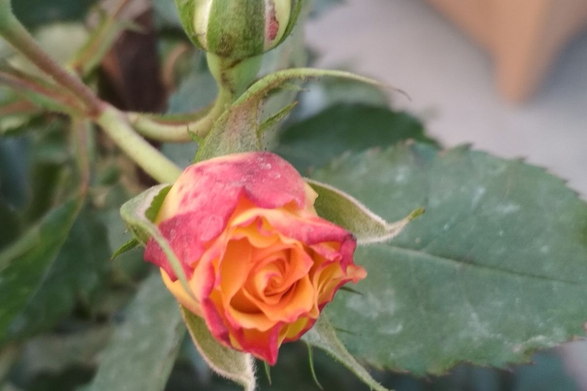 Como cuidar de mini rosas