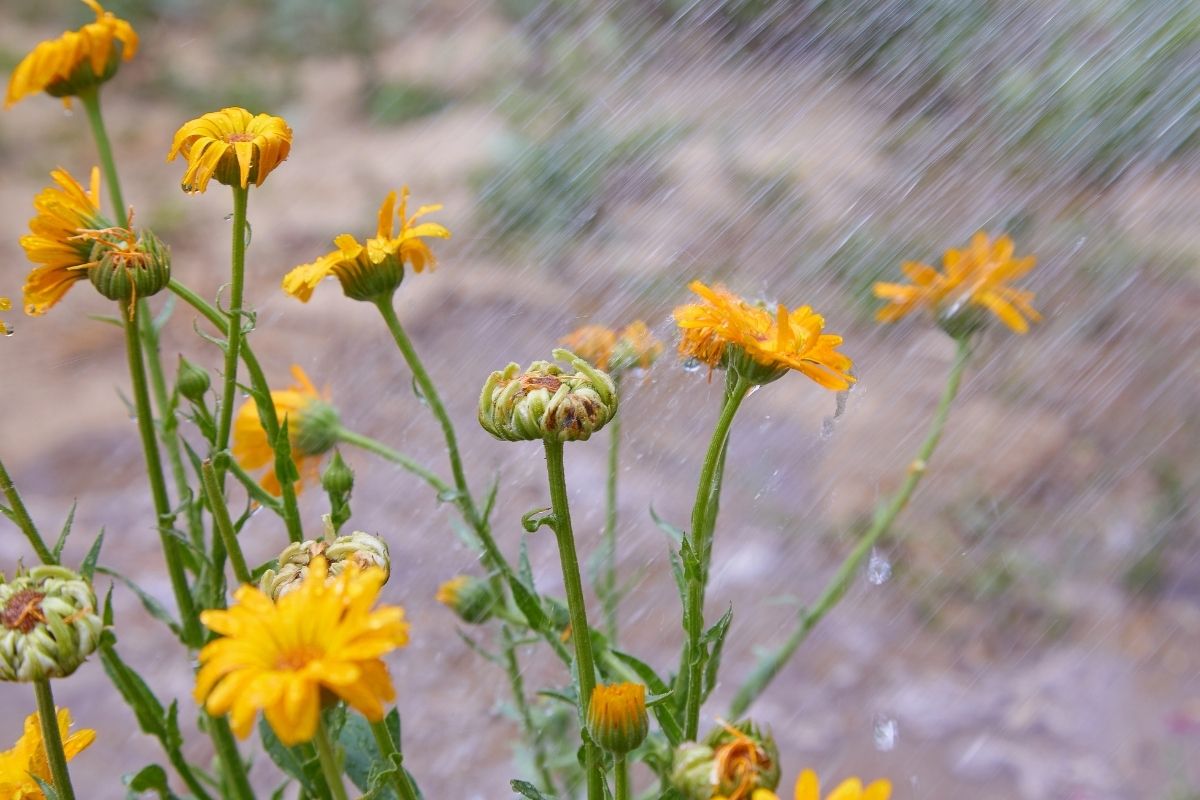 Como cultivar calêndulas