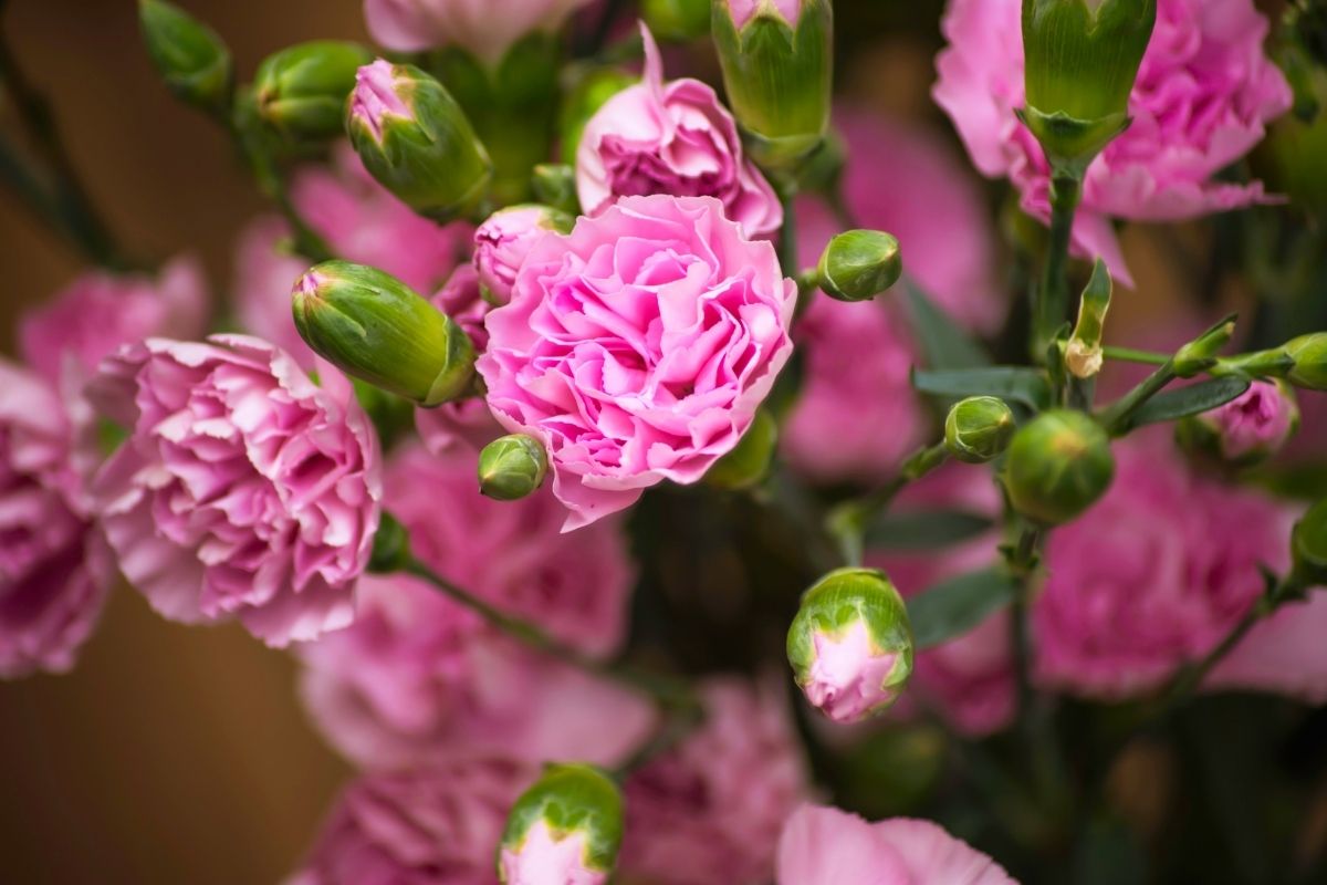 Como cultivar cravo no jardim