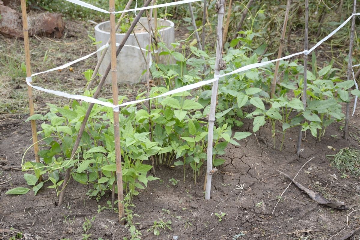 Como cultivar feijão-de-corda