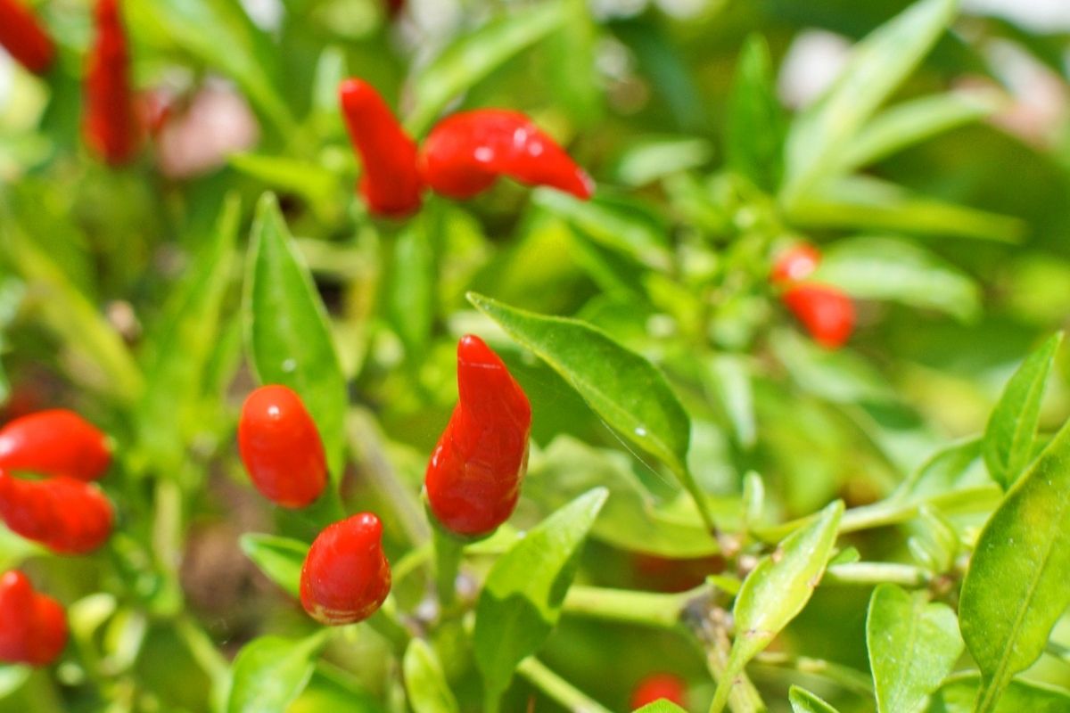 Como cultivar pimenta calabresa em garrafa pet