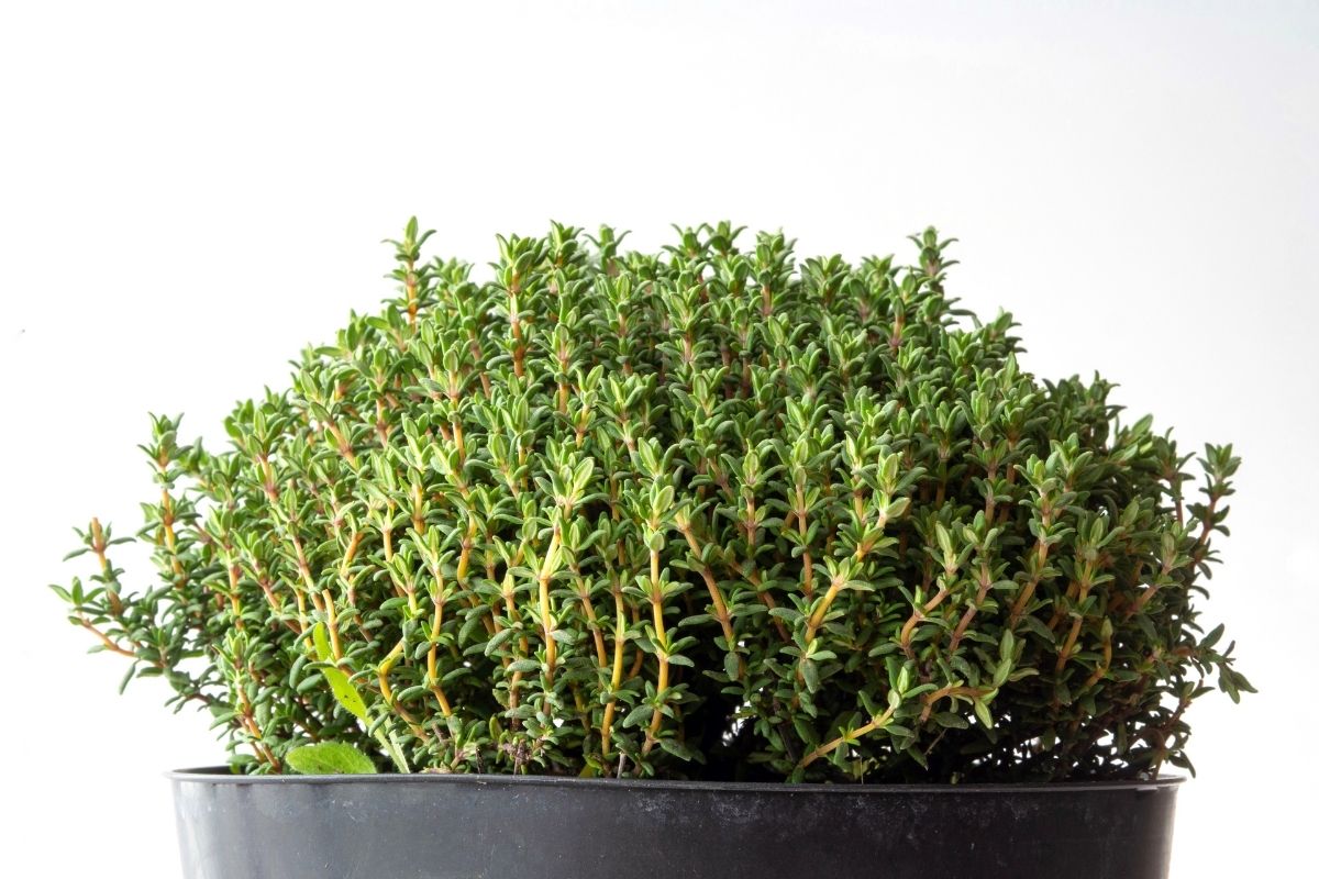 Como cultivar tomilho no vaso