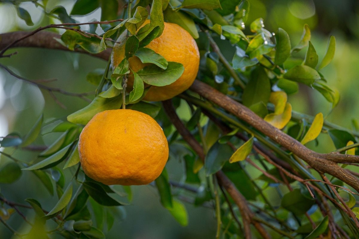 Como diferenciar Poncãn de mexerica e bergamota