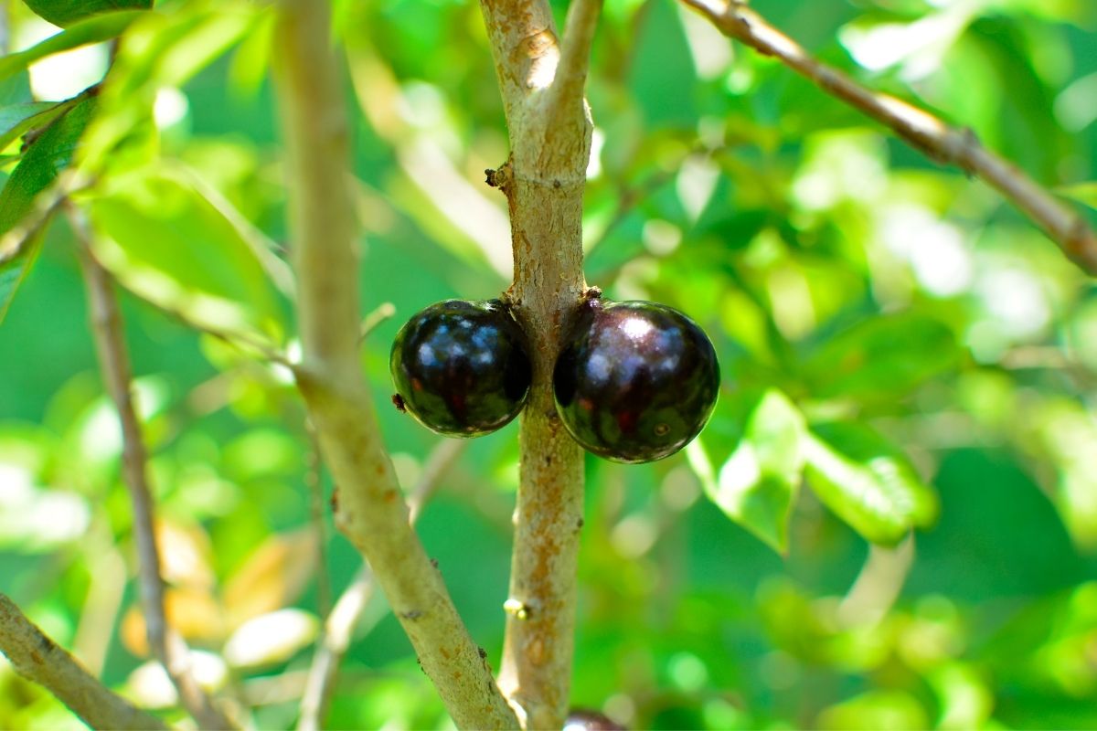 Como enraizar galho de jabuticaba