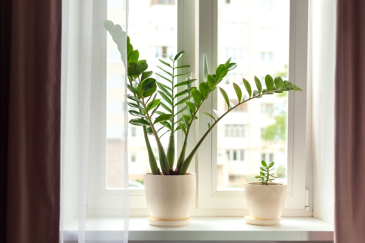 4 plantas que se desenvolvem da folha