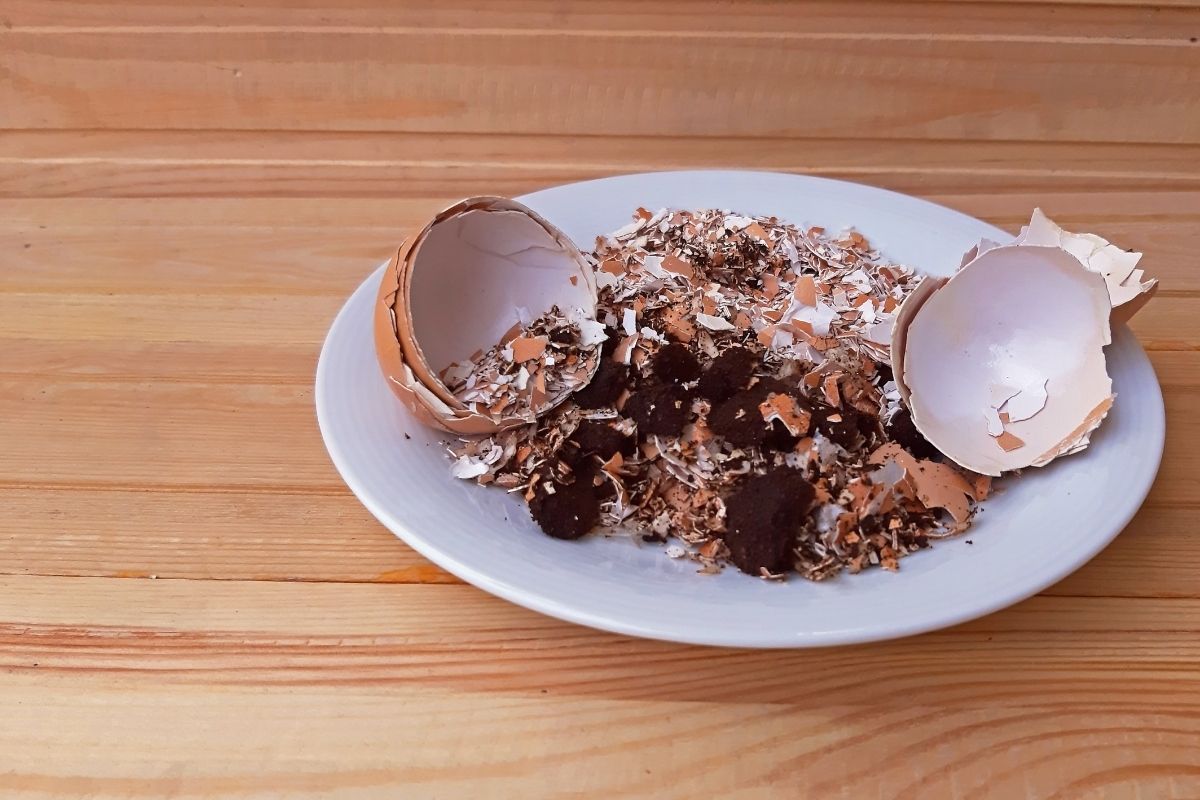 Como fazer um adubo com casca de ovo e borra de café