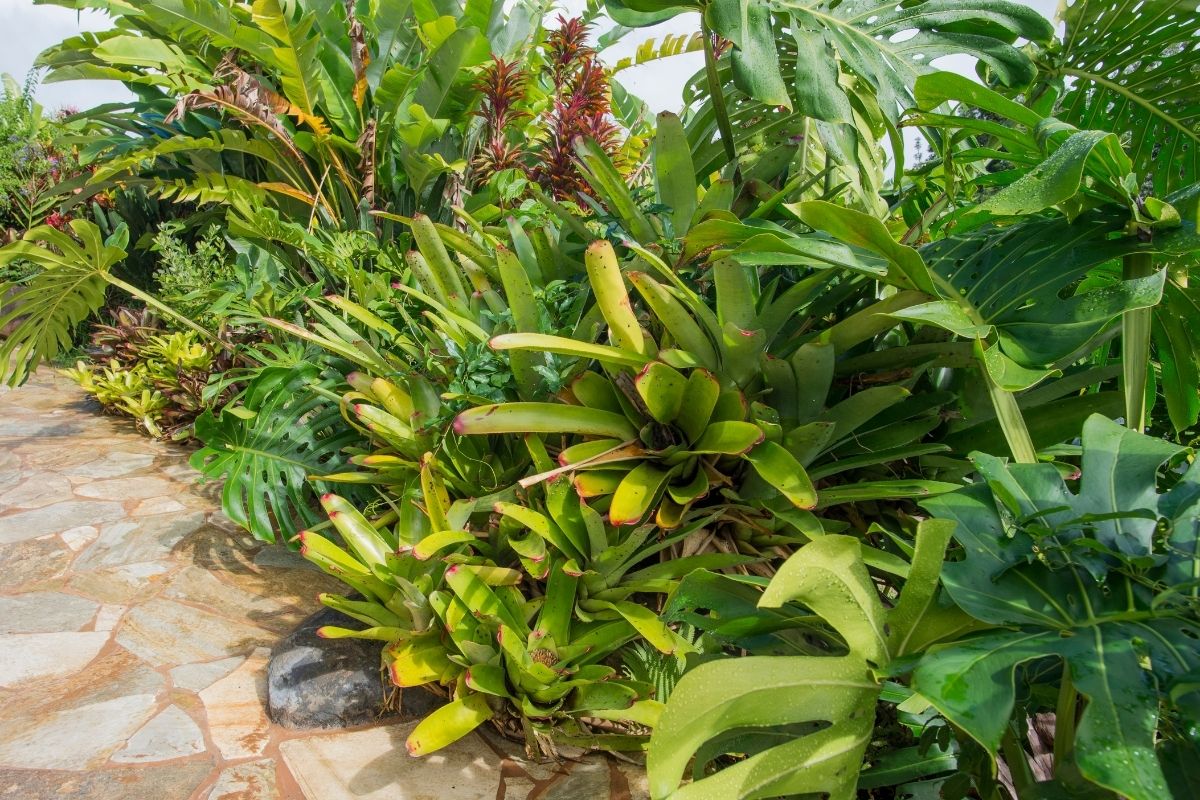 Como fazer um jardim tropical