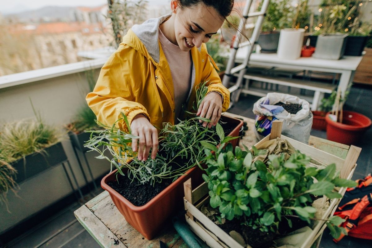 Como plantar um mini jardim dentro de um apartamento