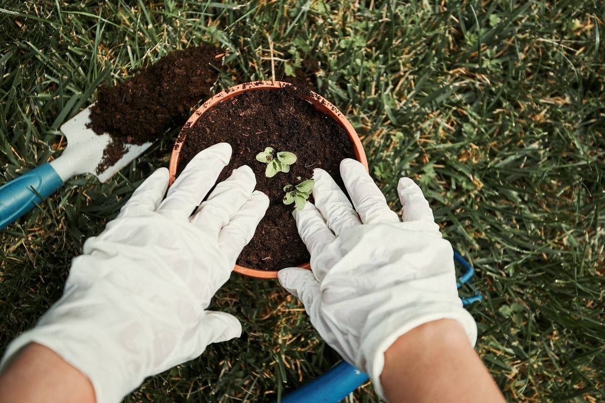 Como replantar tulipas depois da floração