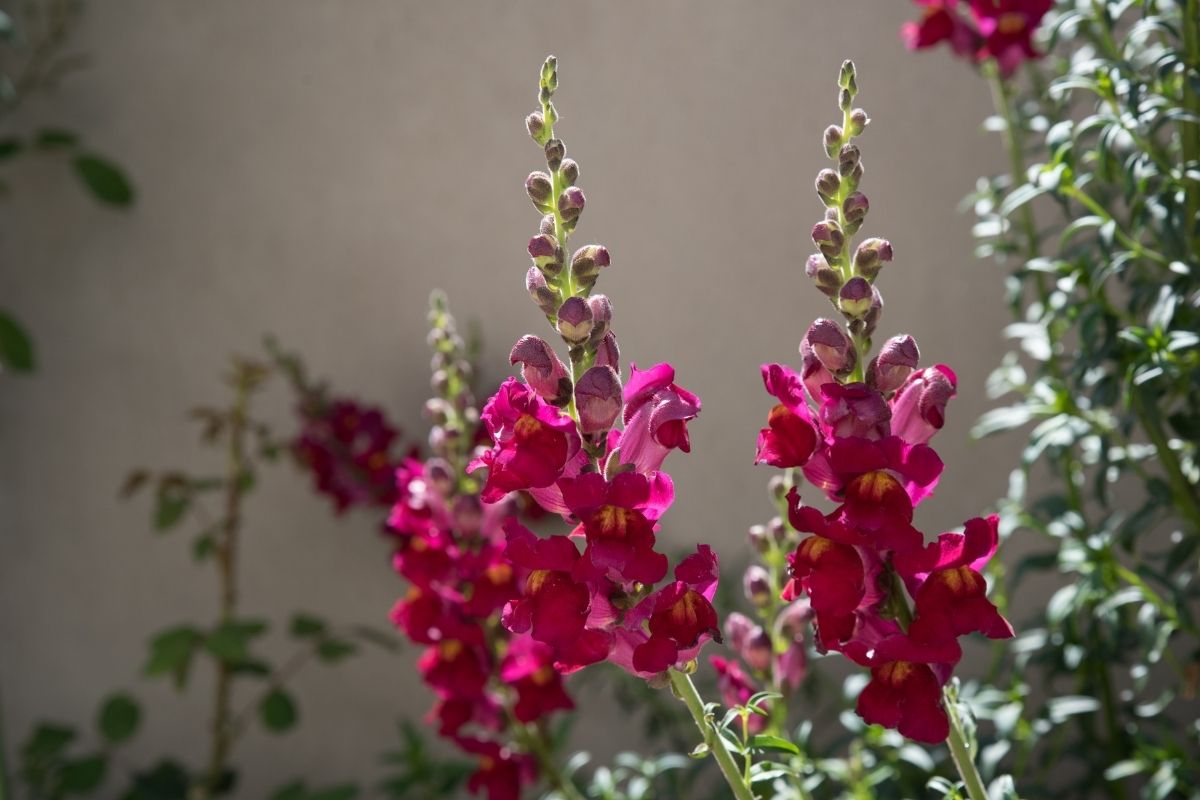Conheça a boca-de-leão