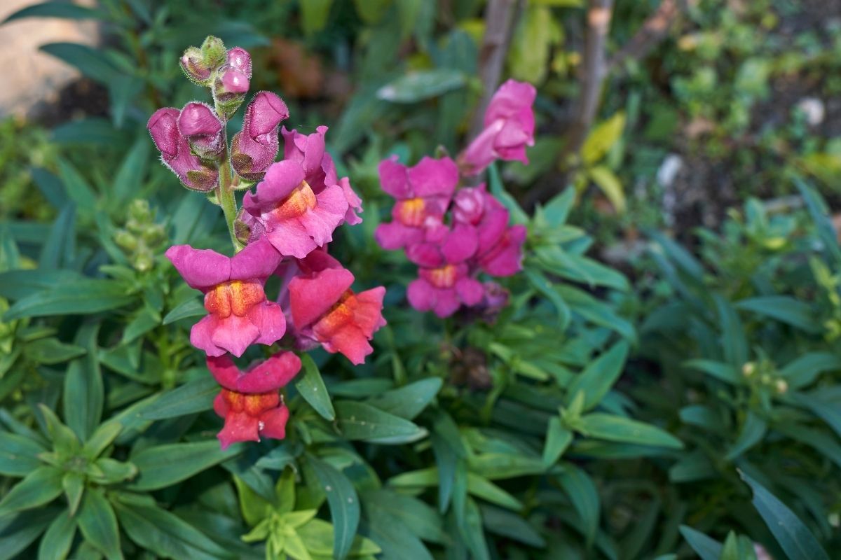 Conheça a boca-de-leão