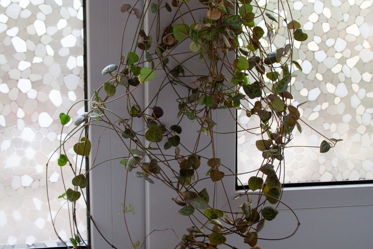 Corações emaranhados