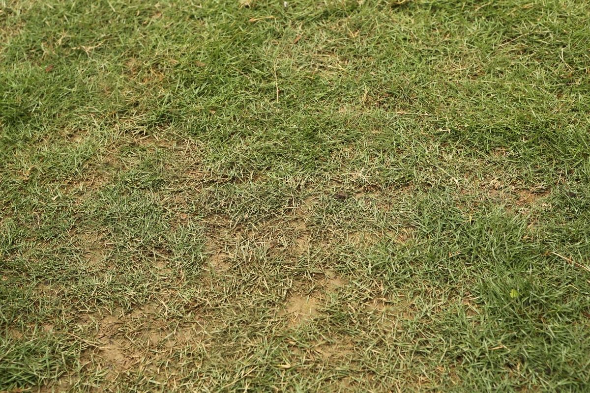 Cuidados com a grama esmeralda recém-plantada