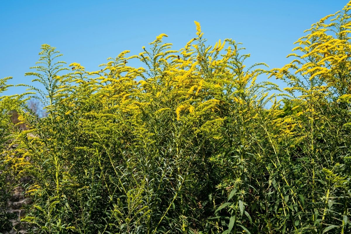 Cuidados com a planta Solidago