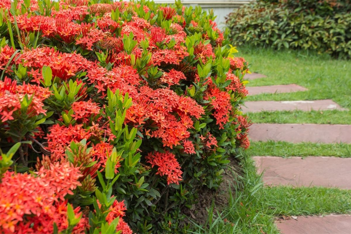 Cultivar Ixora
