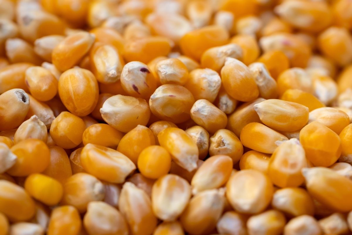 Veja o passo a passo para cultivar milho de pipoca em sua casa| fonte: Pexels