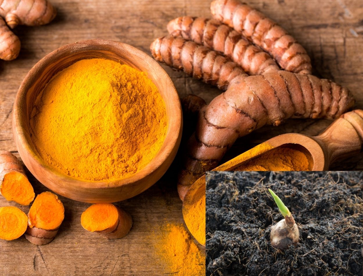 Cúrcuma Fresquinha: veja o passo a passo para cultivar em casa e conheça todos os seus benefícios