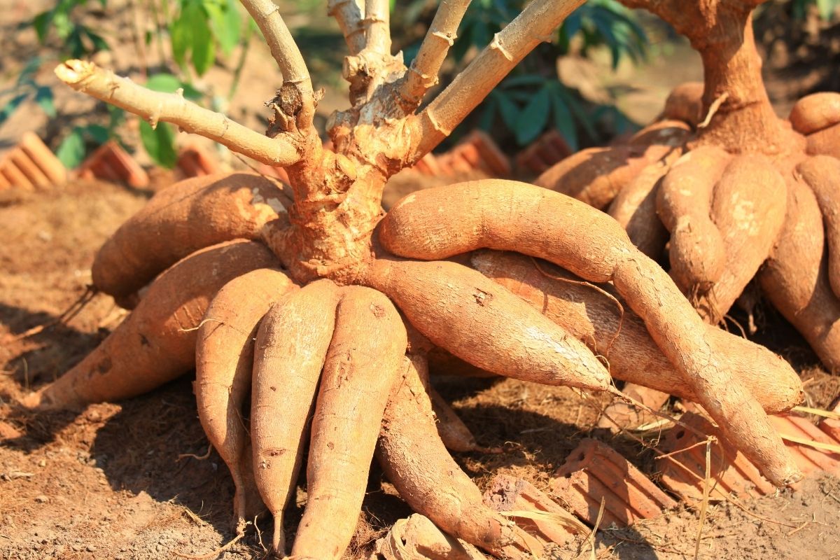 Dá para plantar mandioca no quintal de casa