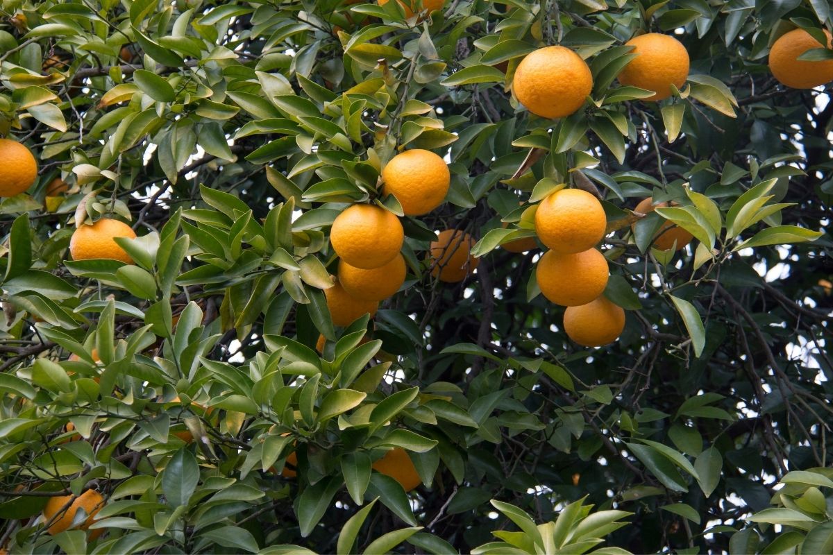 demora para laranjeira dar laranjas_ - Reprodução Canva