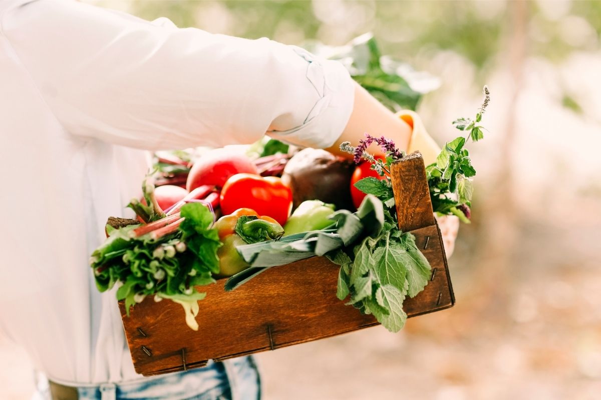 destroem hortas - Reprodução Canva