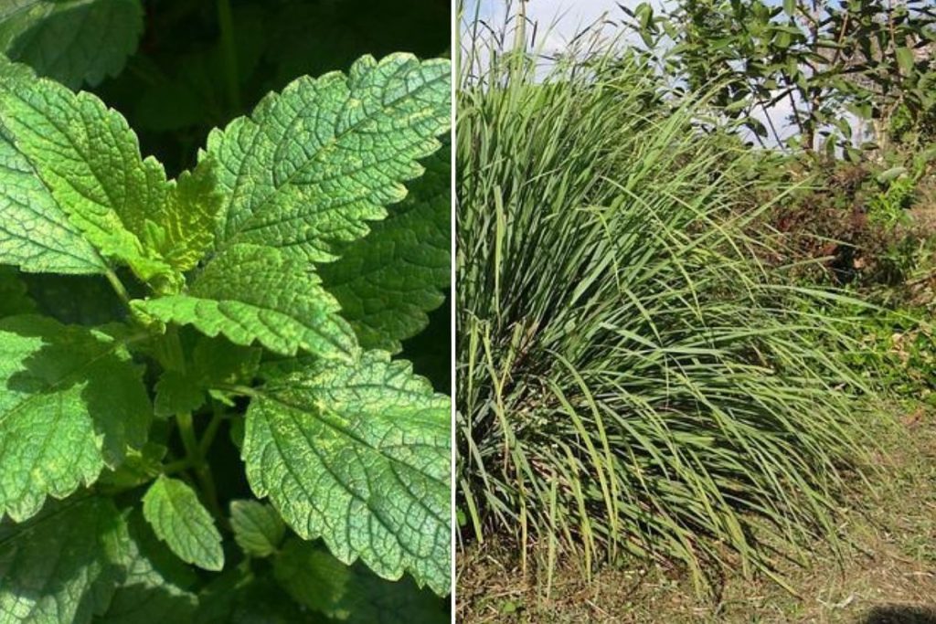Erva cidreira e capimsanto são a mesma coisa? Saiba aqui como diferenciar Horta, Jardim & Cia Erva cidreira e capimsanto são a mesma coisa? Saiba aqui como diferenciar Horta, Jardim & Cia