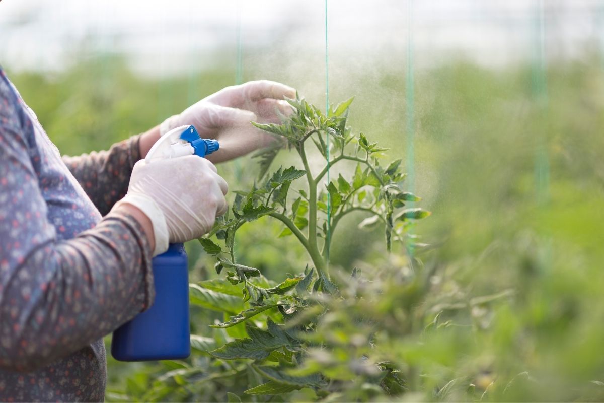 Eliminar pragas pimentão