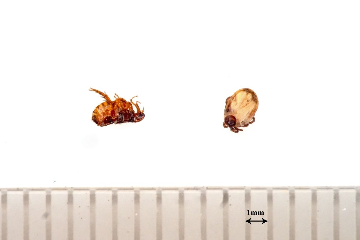 Eliminar pulgas carrapatos quintal