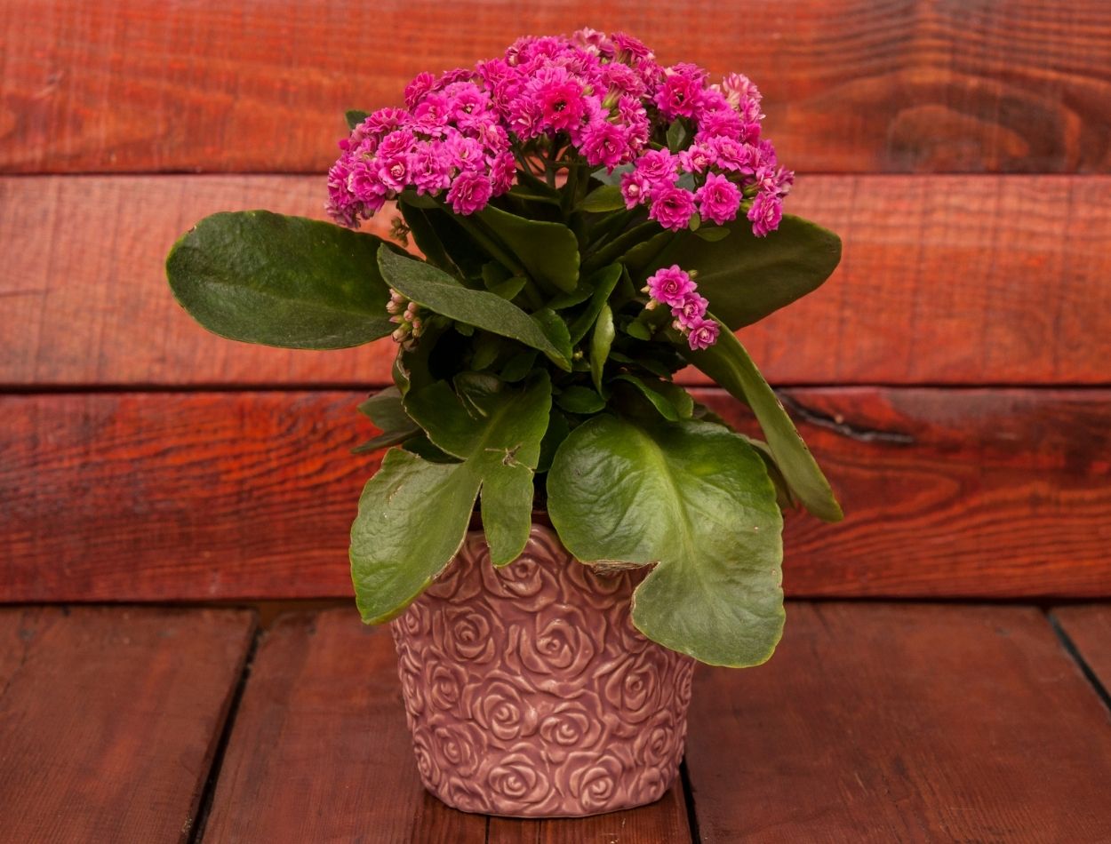 Só tem folha? Saiba agora como fazer florir a kalanchoe rapidamente