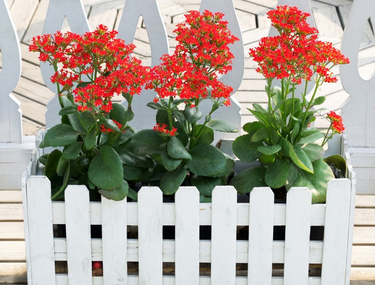 Só tem folha? Saiba agora como fazer florir a kalanchoe rapidamente