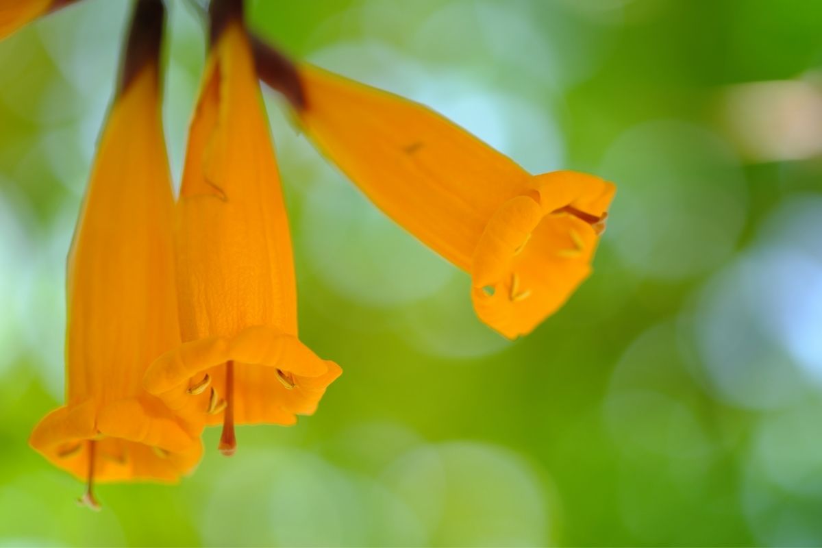 Flor-de-santo-antonio