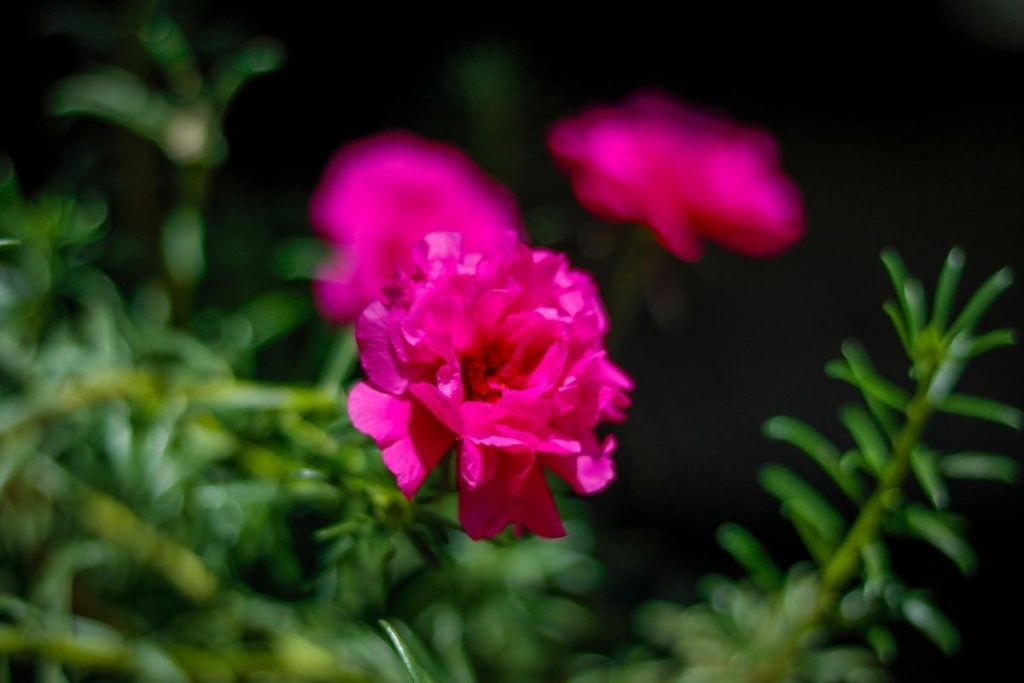 Flores resistentes ao sol veja algumas espécies para cultivar em sua casa