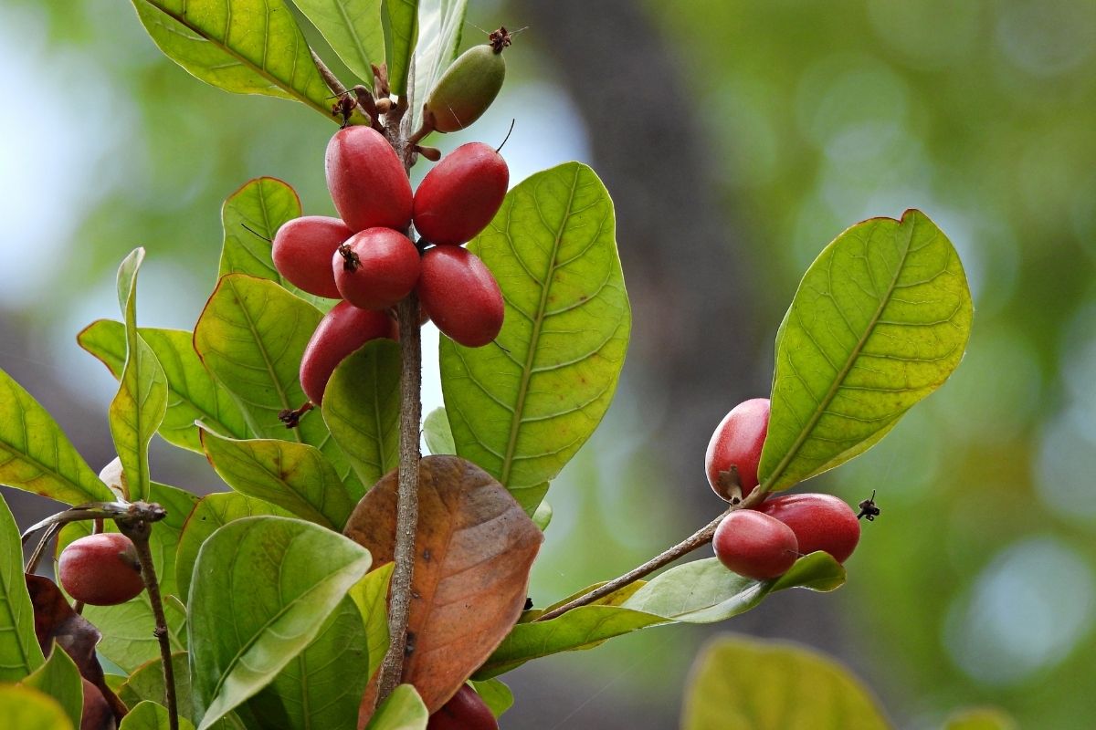 Fruto do milagre capaz de mudar o sabor de alguns alimentos