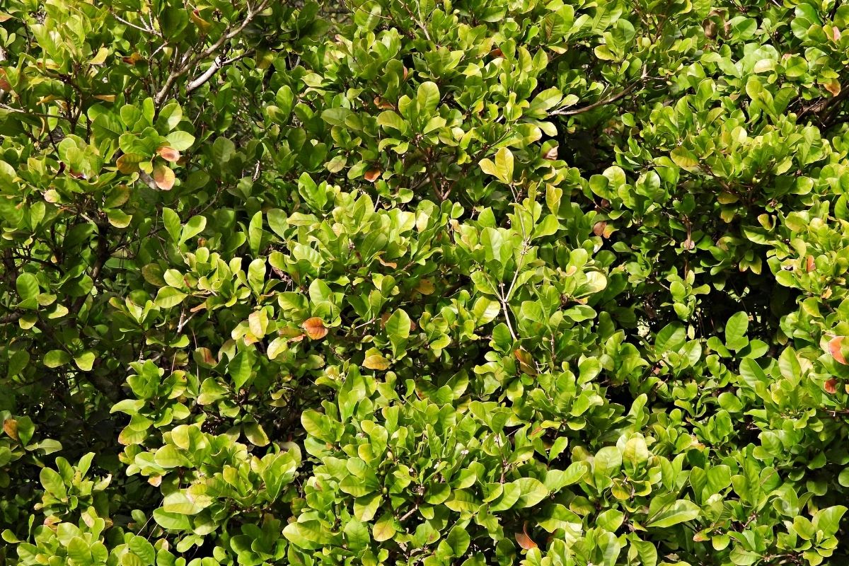 Fruto do milagre capaz de mudar o sabor de alguns alimentos