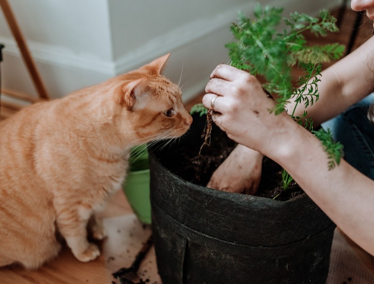 Inspire-se e veja como iniciar a sua horta caseira em 5 passos certeiros