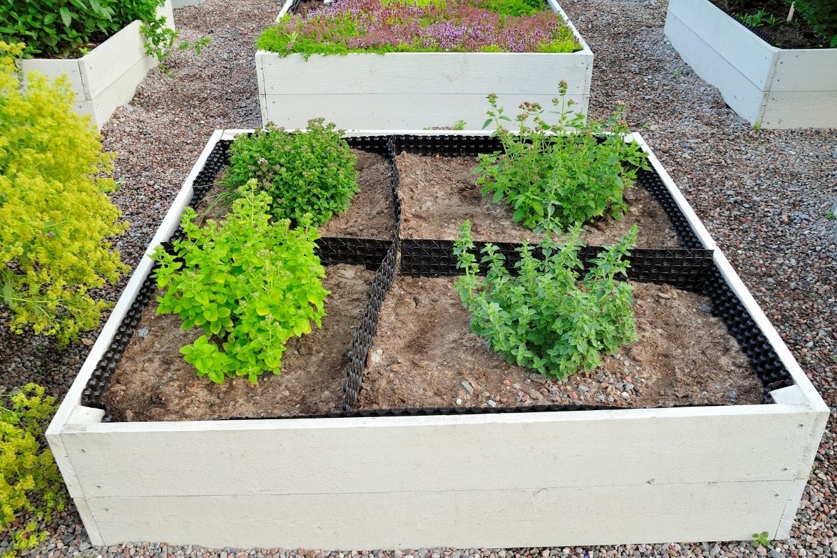 Horta caixa de madeira