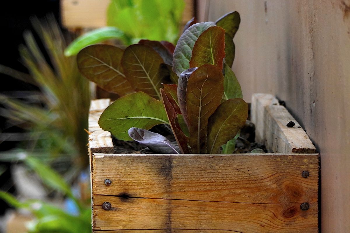 Horta caixa de madeira