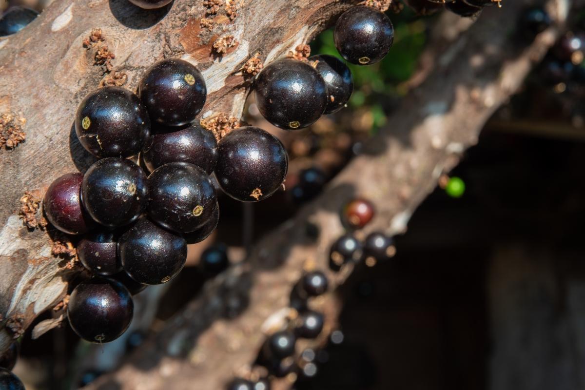 Como enraizar galho de jabuticaba