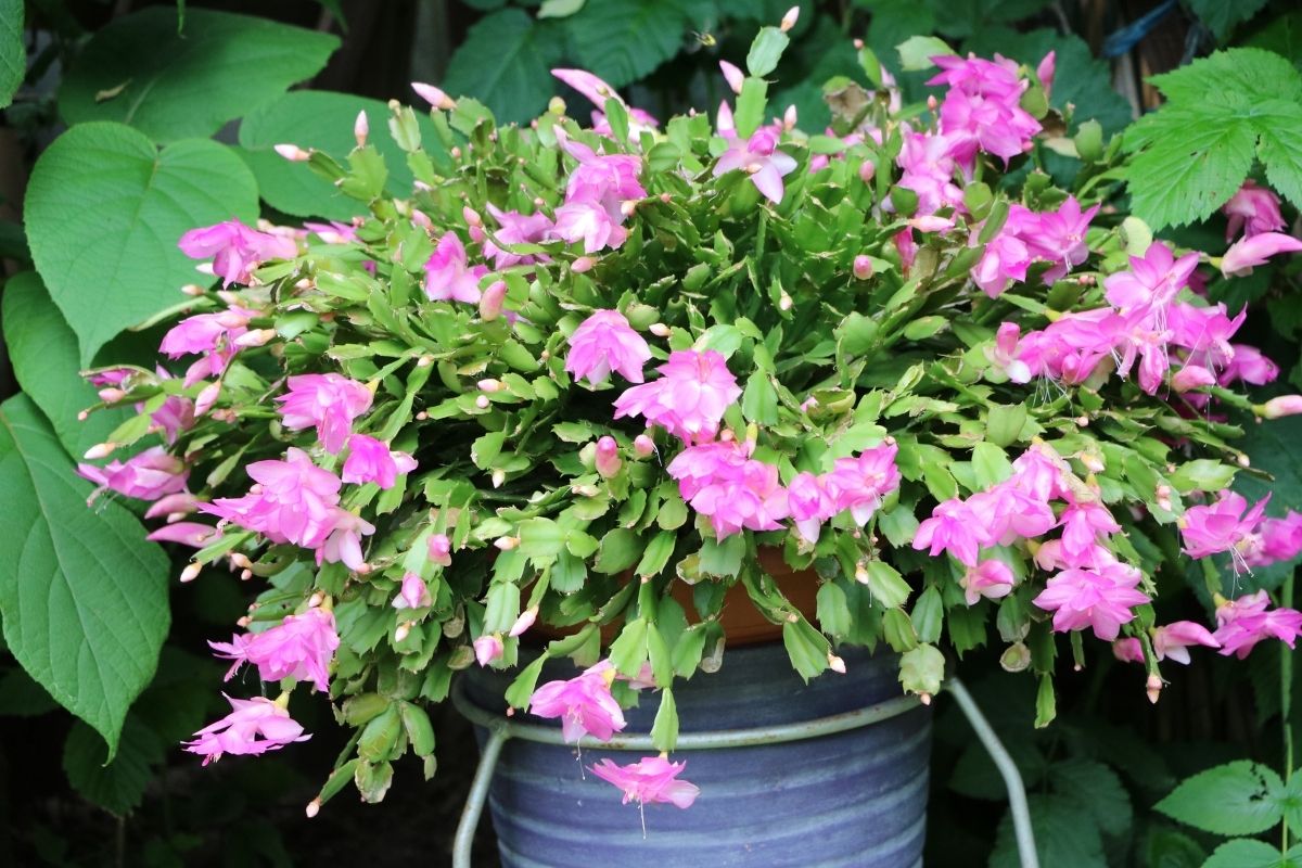 Melhor ambiente para flor de maio
