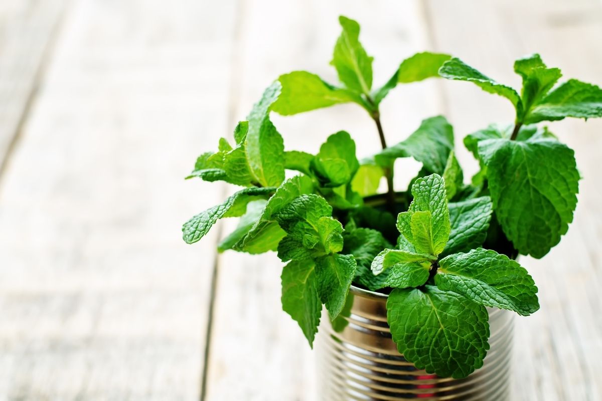 menta - Reprodução Canva