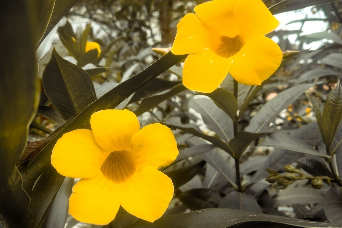 muda de alamanda - Reprodução Canva